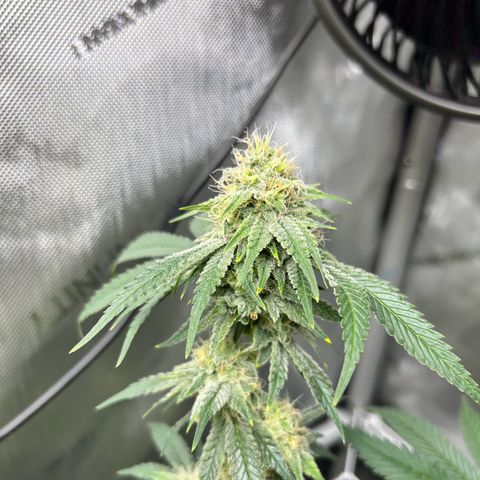 White Widow growlog timeline photo