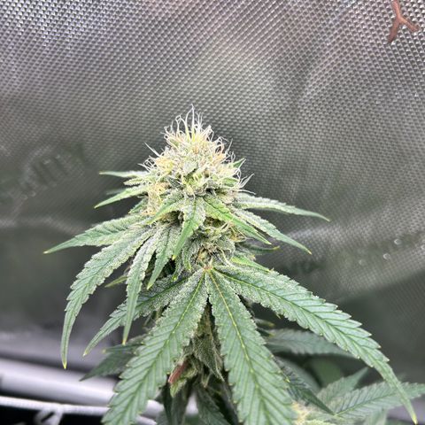 White Widow growlog timeline photo