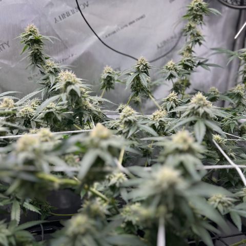 White Widow growlog timeline photo