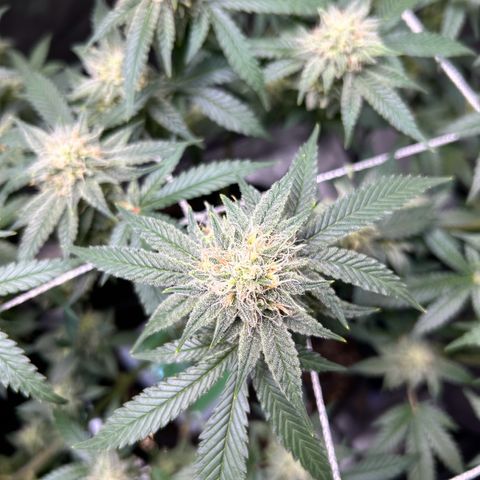 White Widow growlog timeline photo