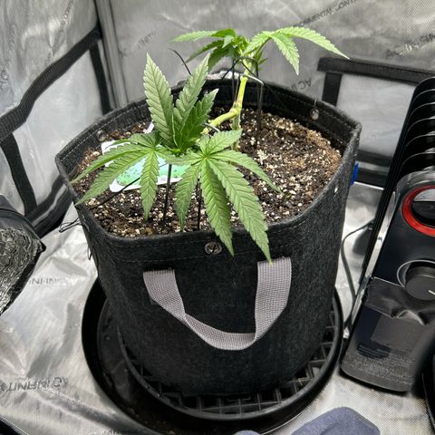 Squirt #1 growlog timeline photo