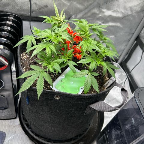Squirt #2 growlog timeline photo