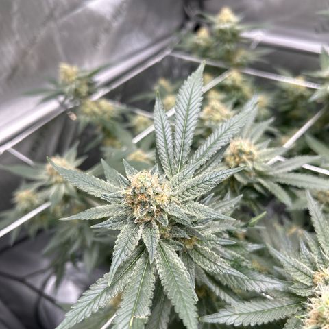 Pineapple Chunk growlog timeline photo