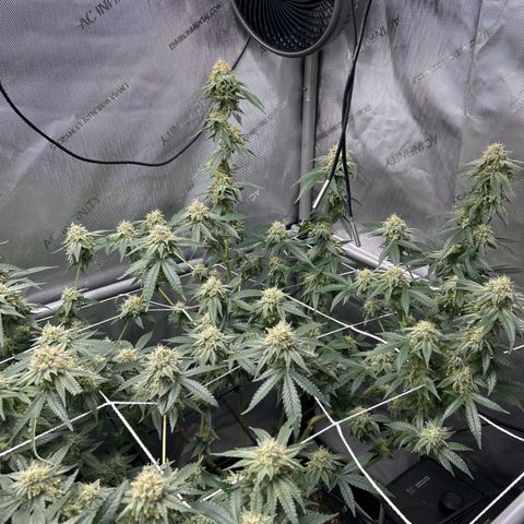White Widow growlog timeline photo