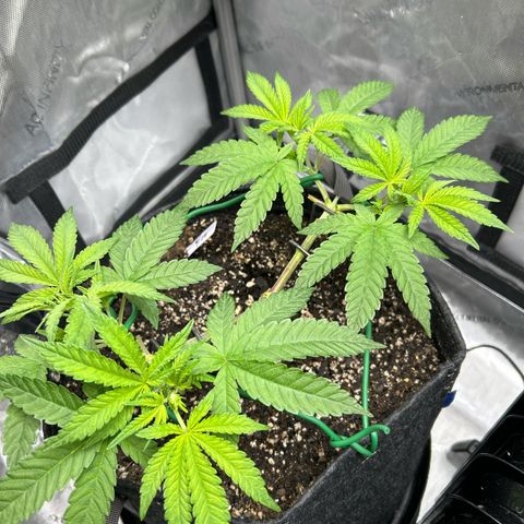 Squirt #1 growlog timeline photo