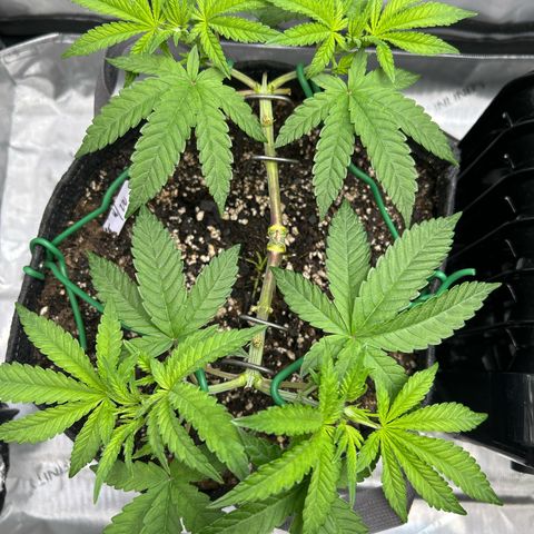 Squirt #1 growlog timeline photo