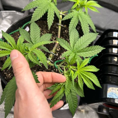 Squirt #1 growlog timeline photo