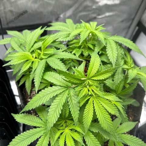 Squirt #2 growlog timeline photo