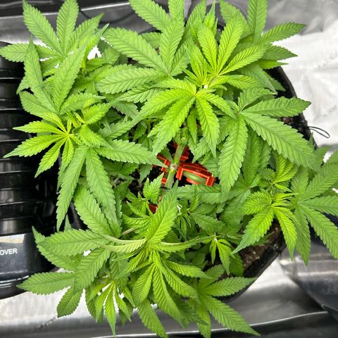 Squirt #2 growlog timeline photo