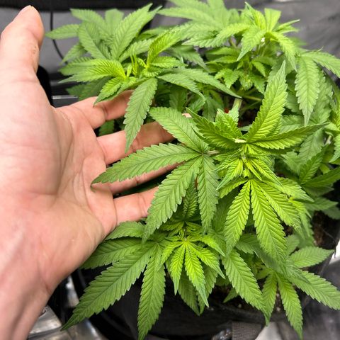 Squirt #2 growlog timeline photo