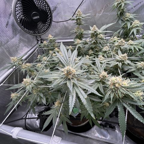 Pineapple Chunk growlog timeline photo