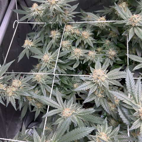 Pineapple Chunk growlog timeline photo