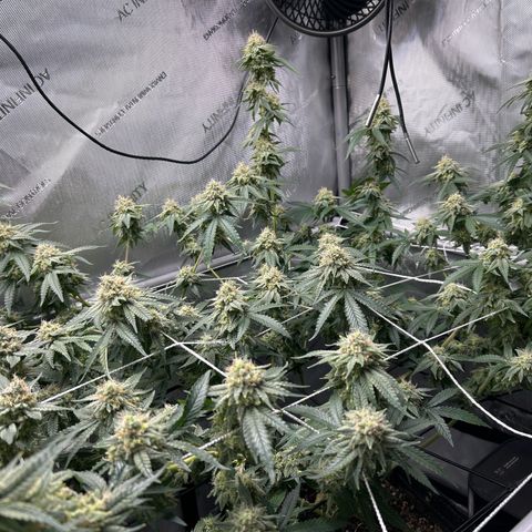 White Widow growlog timeline photo