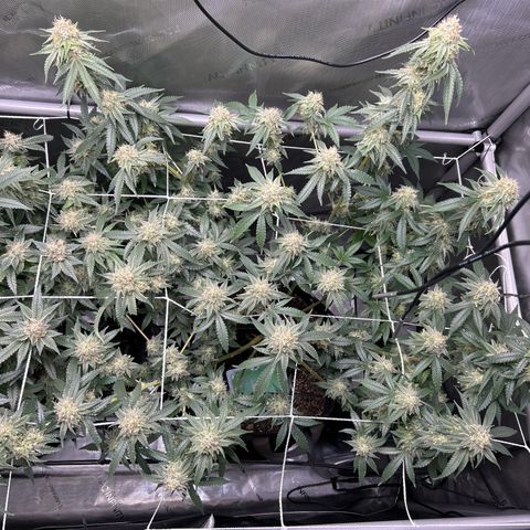 White Widow growlog timeline photo