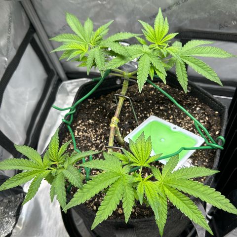 Squirt #1 growlog photo: Quick update