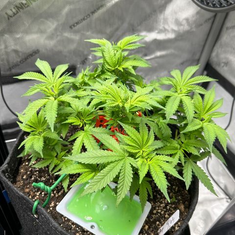 Squirt #1 growlog photo: Quick update