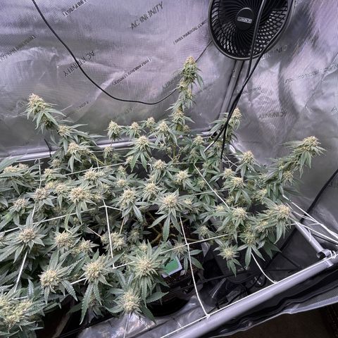 Pineapple Chunk growlog photo: Quick update