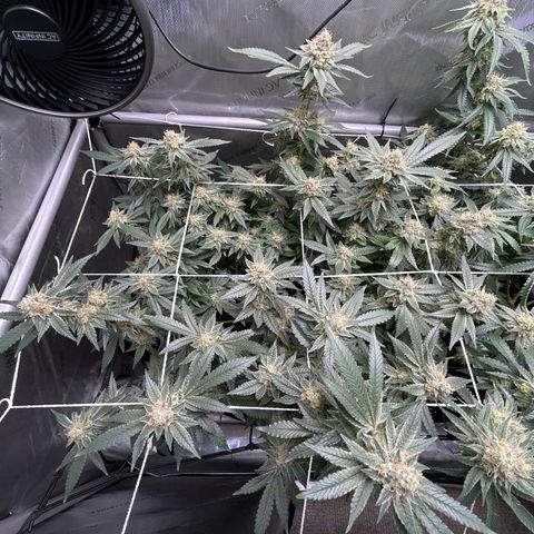 Pineapple Chunk growlog photo: Quick update