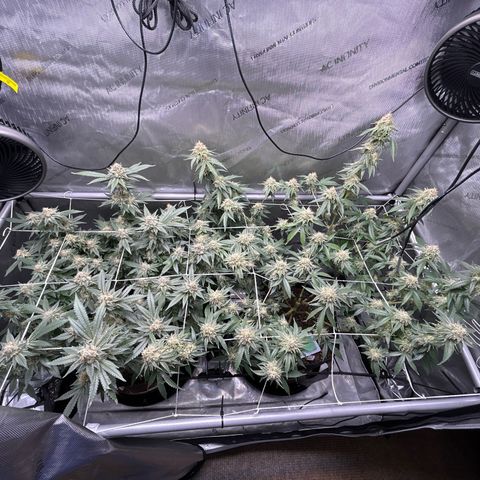Pineapple Chunk growlog timeline photo