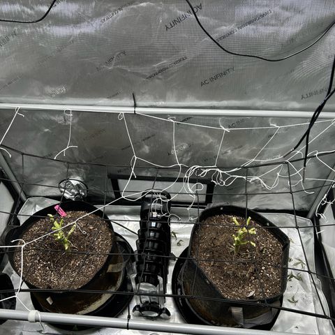 Pineapple Chunk growlog photo: Harvest and Dry