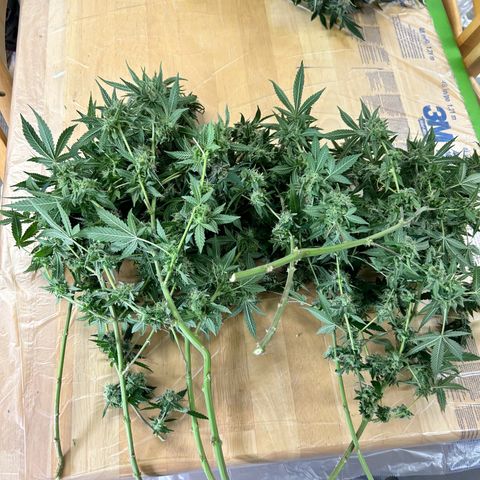 Pineapple Chunk growlog photo: Harvest and Dry