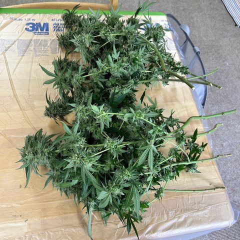 Pineapple Chunk growlog photo: Harvest and Dry