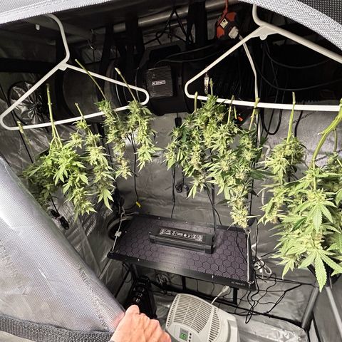 Pineapple Chunk growlog timeline photo