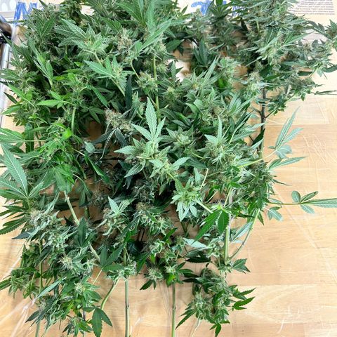 Pineapple Chunk growlog timeline photo