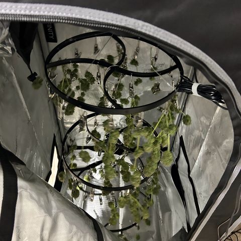 White Widow growlog timeline photo