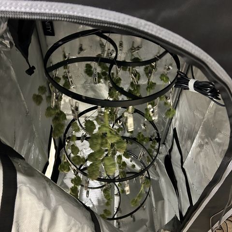 White Widow growlog timeline photo