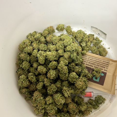 White Widow growlog timeline photo