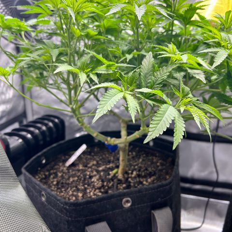 Squirt #1 growlog timeline photo