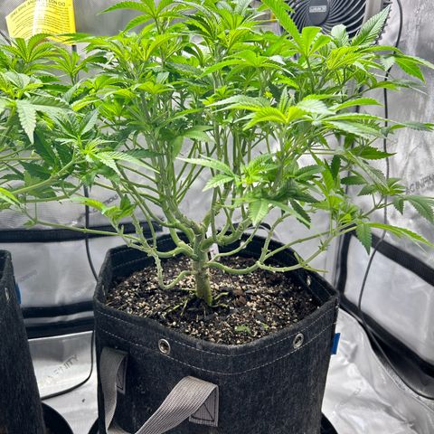 Squirt #2 growlog timeline photo