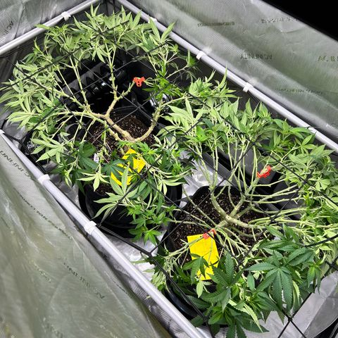 Squirt #1 growlog timeline photo