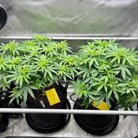 Squirt #1 growlog timeline photo