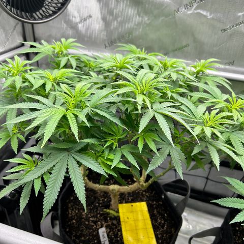 Squirt #1 growlog timeline photo