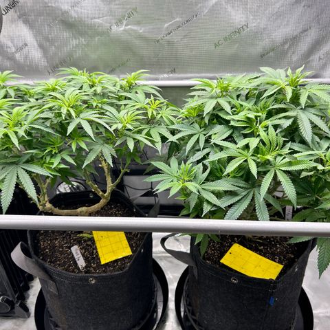 Squirt #1 growlog timeline photo