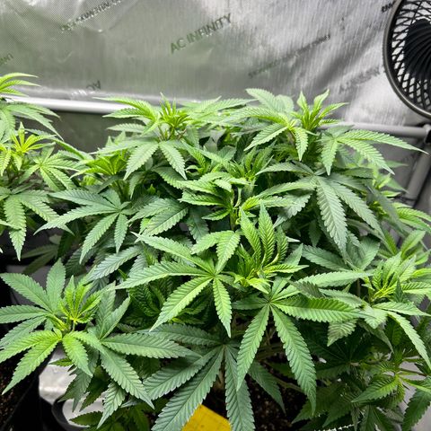 Squirt #1 growlog timeline photo