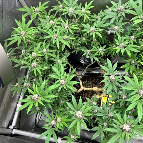 Squirt #1 growlog timeline photo