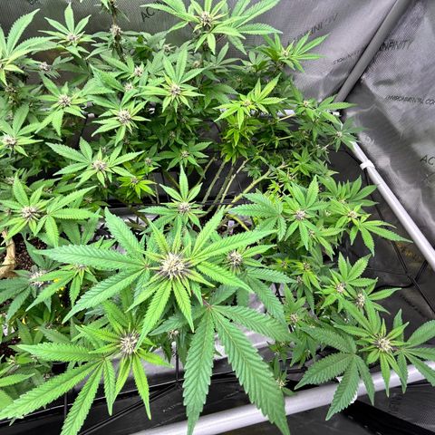 Squirt #2 growlog timeline photo