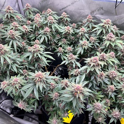 Squirt #1 growlog timeline photo