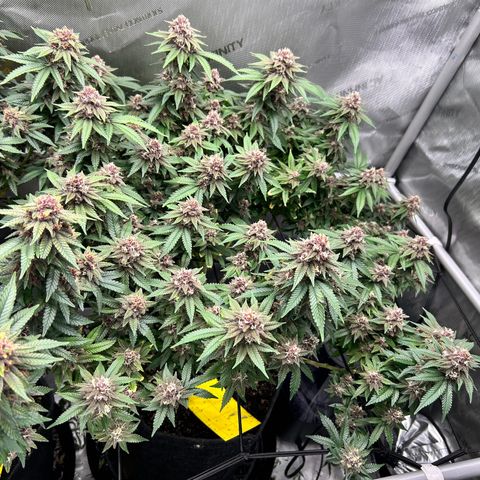 Squirt #2 growlog timeline photo