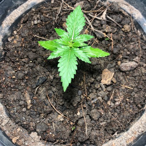 Cream Mandarine  growlog timeline photo