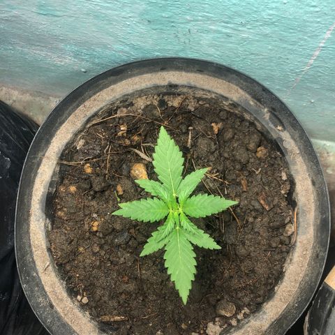 Cream Mandarine  growlog timeline photo