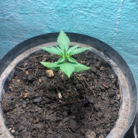Cream Mandarine  growlog timeline photo