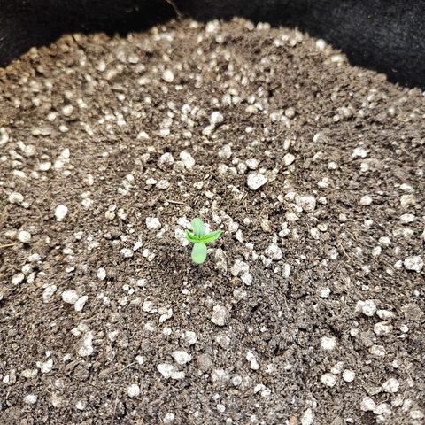 Mary Jane growlog timeline photo
