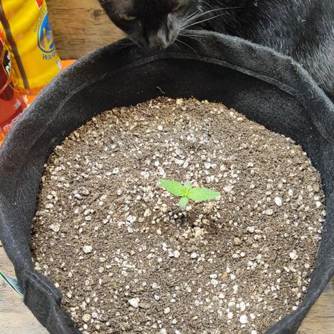 Mary Jane growlog timeline photo