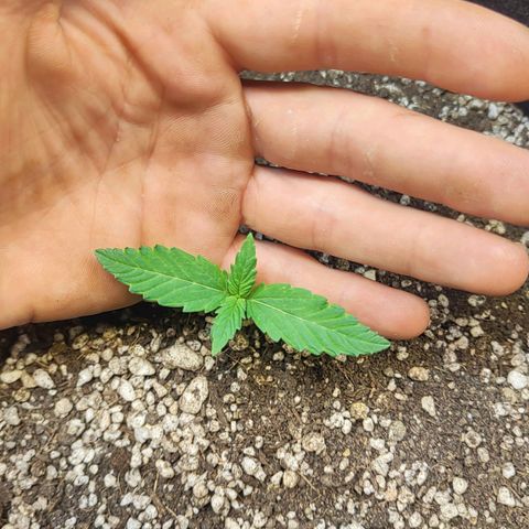 Mary Jane growlog timeline photo