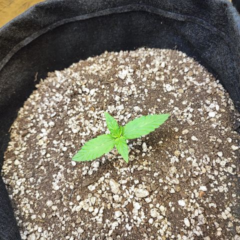 Mary Jane growlog photo: Primeira foto, manhã
Segunda foto , 23:00