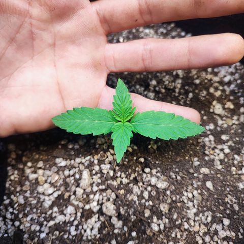 Mary Jane growlog timeline photo